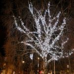 Perth Tree