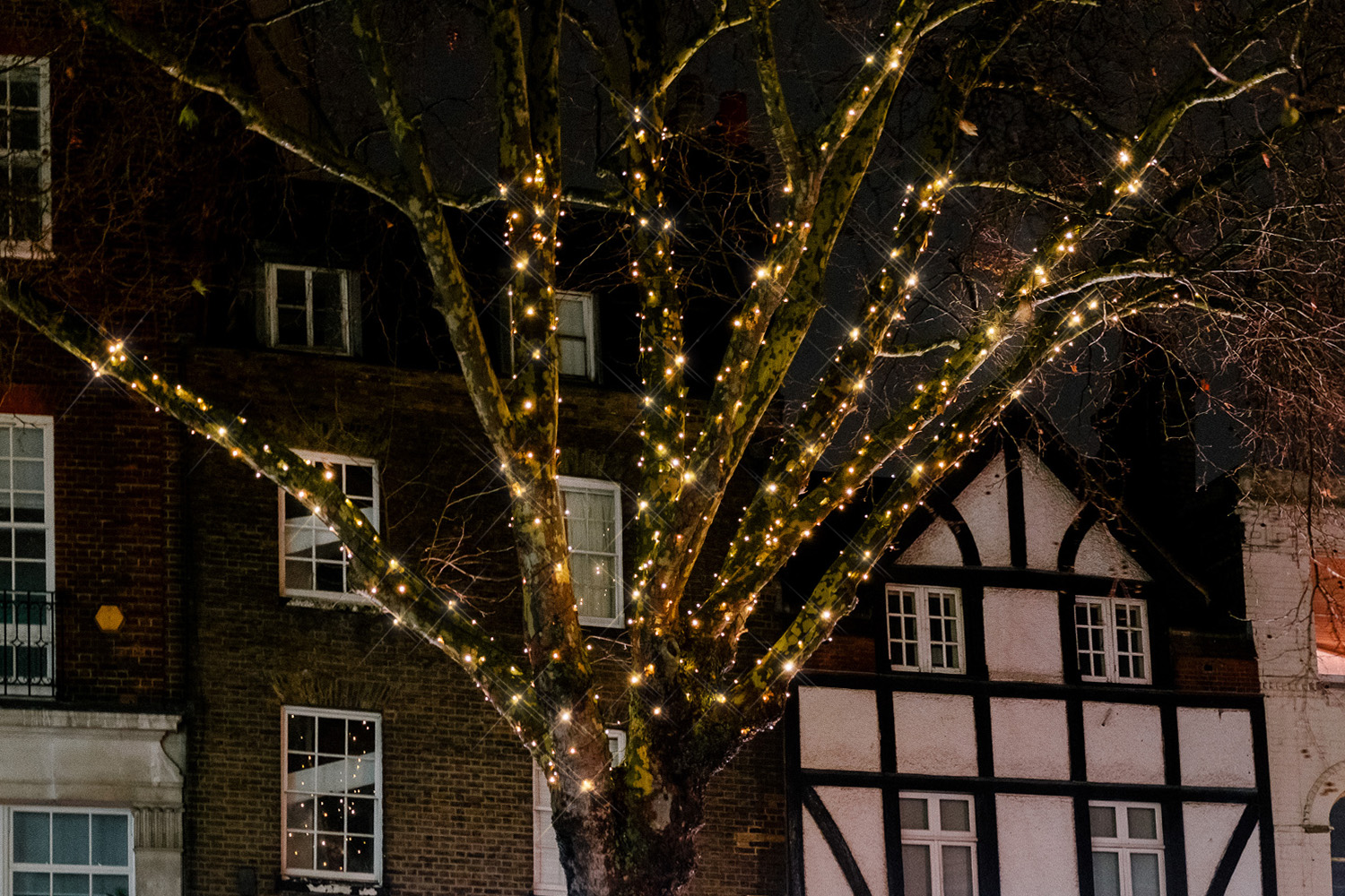 tree_2